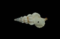 藏品(黃蟹守螺)的圖片